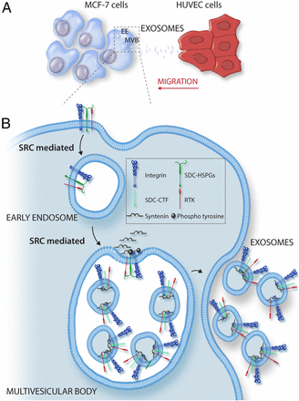 PNAS：细胞质酪氨酸激酶在外泌体介导的细胞间通讯中的作用