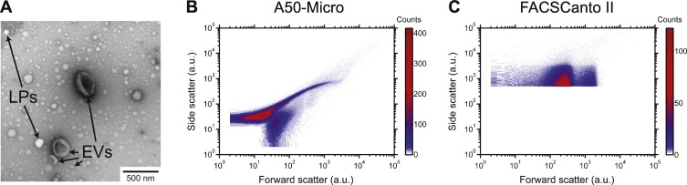 Nanomedicine：通过流式细胞术对细胞外囊泡的绝对大小测量和无标记鉴定