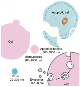 浙江大学医学院Theranostics杂志发表综述：外泌体在生物学和转化医学中的治疗诊断作用