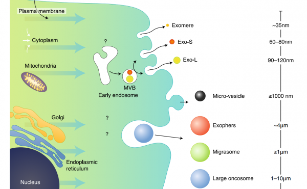 Nat Cell Biol | 康奈尔大学科学家David Lyden揭示外泌体的不同亚群并发现一种新的更小的外泌颗粒