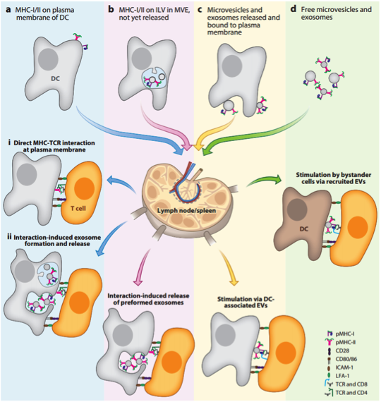大牛综述 Annu Rev Immunol If 28 396 抗原呈递细胞胞外膜泡 Evs 的抗原呈递作用 外泌体资讯网