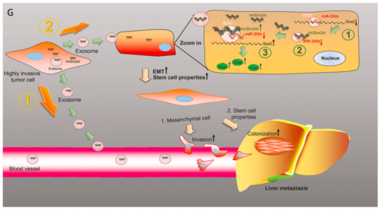 陆军军医大学研究人员Oncogene杂志发现胰腺癌lncRNA Sox2ot促进侵袭转移