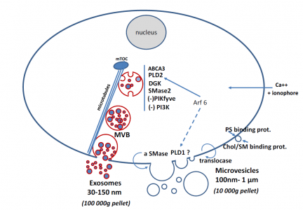 J Lipid Res近日连发两篇综述阐述外泌体脂质相关作用