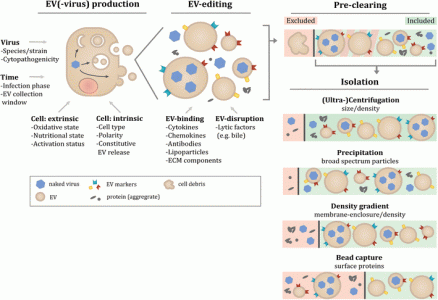 细胞外膜泡与裸病毒的复杂关系