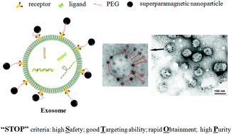 基于“STOP”准则的外泌体纯化和药物递送 有望进入临床转化应用