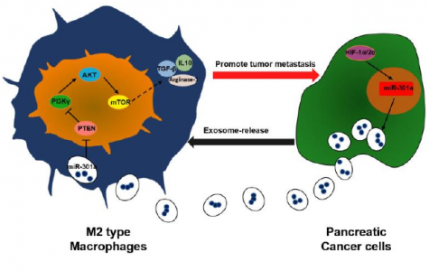 缺氧诱导的外泌体miRNA通过PTEN /PI3Kγ介导M2巨噬细胞极化以促进胰腺癌转移