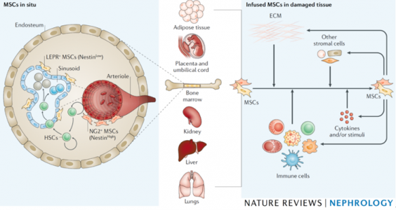 时玉舫课题组在Nature Reviews Nephrology就炎症微环境调控干细胞的应用和机制发表特邀综述