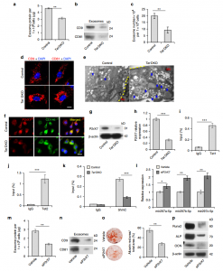 Nature子刊：外泌体及其miRNAs的分泌受Tet1和Tet2调控并参与间充质干细胞稳态维持