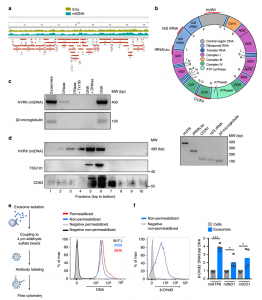 Nature子刊：T细胞通过外泌体转移DNA 起始树突状细胞的免疫反应