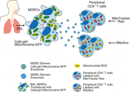 气道髓源调节细胞通过外泌体转移线粒体至T细胞发挥免疫调节功能