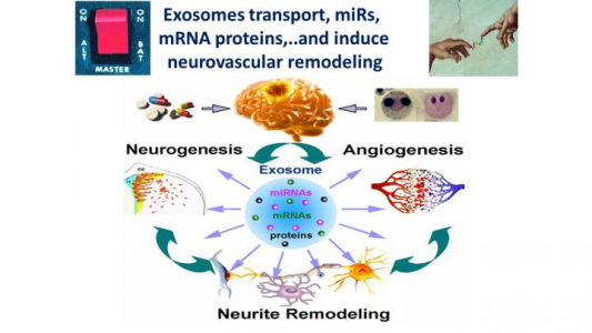 NeuroTrauma Sciences与亨利福特医疗集团宣布成立新公司以开发用于神经损伤修复的外泌体技术