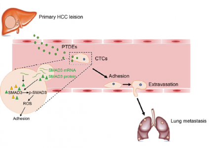 Oncogene：原发肿瘤来源的外泌体通过SMAD3调节CTC粘附促进肝癌转移