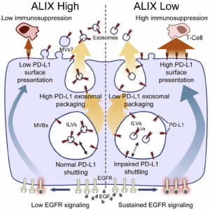 ALIX通过控制EGFR活性和PD-L1呈递来调节肿瘤介导的免疫抑制