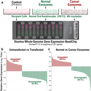 Mol Cancer：外泌体在受体细胞影响转录组重编程