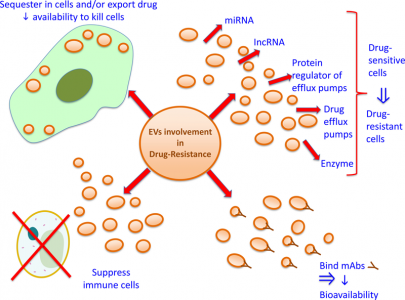 【综述】细胞外囊泡与抗肿瘤药物耐药之间的关系