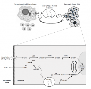 Cancer Res：巨噬细胞外泌体转移miRNAs诱导胰腺癌的耐药性