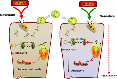 西南医科大学：外泌体lncRNA PART1在食管鳞状细胞癌中诱导吉非替尼耐药
