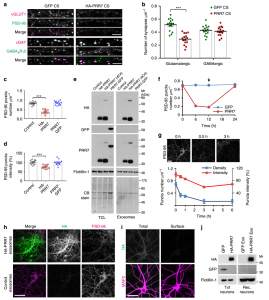 Nature子刊：外泌体上Wnt和Wnt抑制剂PRR7对兴奋性突触数量的相互控制