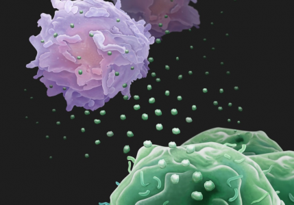 Nature重磅！癌细胞释放PD-L1外泌体如“无人机”远程对抗免疫系统
