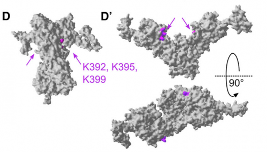 HSP90介导外泌体分泌 | Molecular Cell最新发现