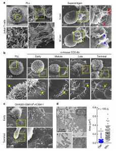 Nature子刊：T细胞微绒毛形成的膜泡向抗原呈递细胞传递信息