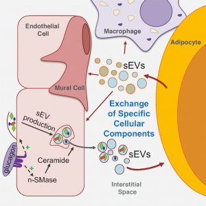 Cell：内皮细胞与脂肪细胞间的细胞外囊泡交流参与机体代谢平衡调节
