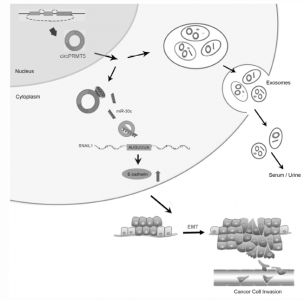 中山大学肿瘤防治中心：外泌体中的circRNA-PRMT5通过miR-30c海绵促进膀胱尿路上皮癌的转移并诱导EMT