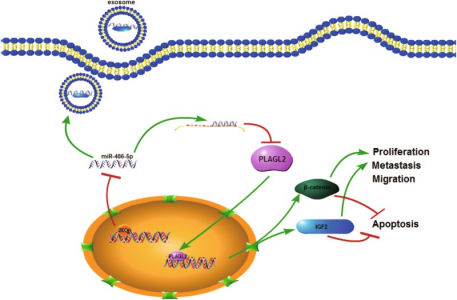 南京医科大学：DNA甲基化介导的miR-486-5p沉默通过激活PLAGL2信号通路促进结直肠癌增殖和转移