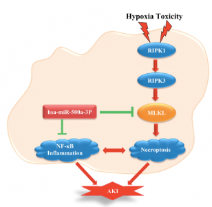 安徽医科大学：hsa-miR-500a-3P通过靶向肾上皮细胞中MLKL介导的坏死性凋亡来减轻肾损伤