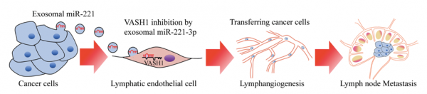 广州医科大学：宫颈鳞状细胞癌分泌的外泌体miR-221-3p通过靶向VASH1促进淋巴管生成和淋巴转移