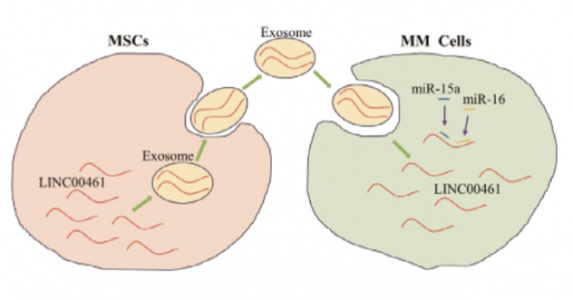 中南大学：外泌体携带LnRNA通过调节miRNA/BCL-2表达促进多发性骨髓瘤细胞增殖并抑制细胞凋亡