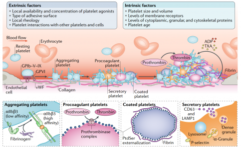 血小板生物学与功能，及其细胞外囊泡 | Nature Reviews