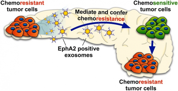 外泌体介导EphA2转移在胰腺癌中传递化学抗性 | Theranostics