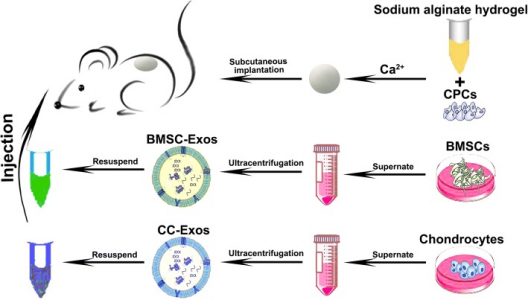 上海第九人民医院：来自成熟软骨细胞的外泌体促进软骨干细胞的皮下异位软骨形成