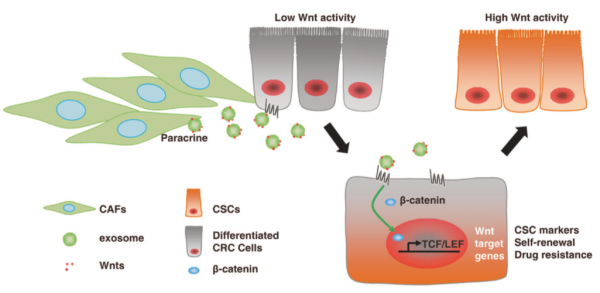 华中科技大学同济医学院：外泌体Wnt诱导的结直肠癌细胞去分化促进化疗耐药