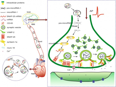 哈尔滨医科大学艾静、班涛课题组：心脏外泌体转运miR-1，调节SNAP-25减弱海马突触小泡的胞吐作用