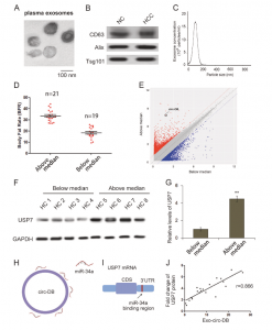 Oncogene：天津医科大学巴一、应国光课题组发现脂肪细胞分泌的外泌体circRNA靶向去泛素化酶促进肝细胞癌的生长