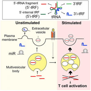 T细胞活化过程中通过细胞外囊泡选择性释放抑制活化的tRNA片段 | Cell Reports