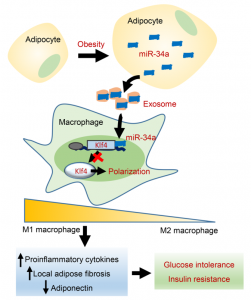 【JCI】香港大学徐愛民组：脂肪细胞外泌体miR-34a抑制M2巨噬细胞极化，促进肥胖诱导的脂肪炎症