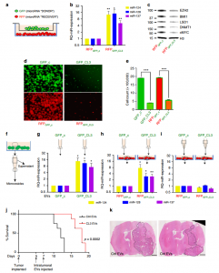 【NC】哈佛医学院：胞外囊泡传递miRNA簇抑制胶质母细胞瘤
