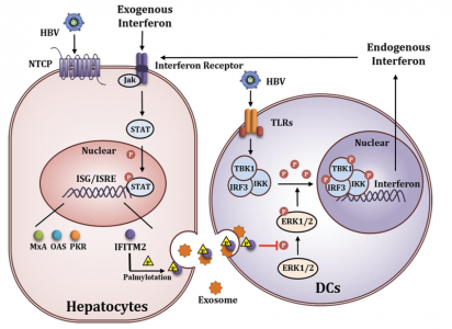 四川大学华西医院唐红课题组：外泌体IFITM2向树突状细胞的传递抑制IFNα途径活化并阻断外源IFNα的抗HBV功效