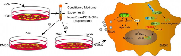 温州医科大学：缺氧条件下神经细胞衍生的外泌体诱导HIF-1α表达促进骨髓间充质干细胞的存活