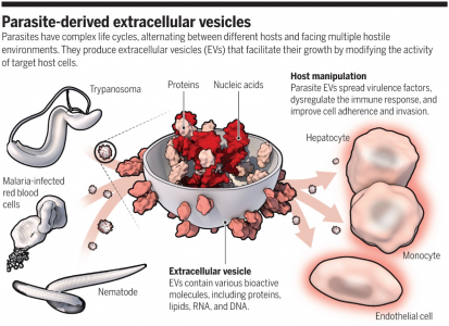 Science：寄生虫的细胞外囊泡