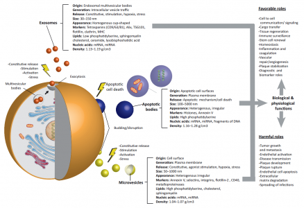 细胞外微泡——疾病治疗研发新前沿