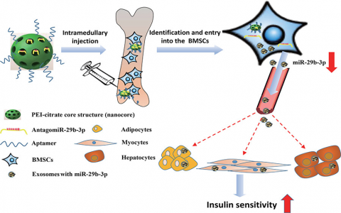 中南大学湘雅医院罗湘杭课题组：骨髓间充质干细胞来源的外泌体miRNA调节衰老相关的胰岛素抗性