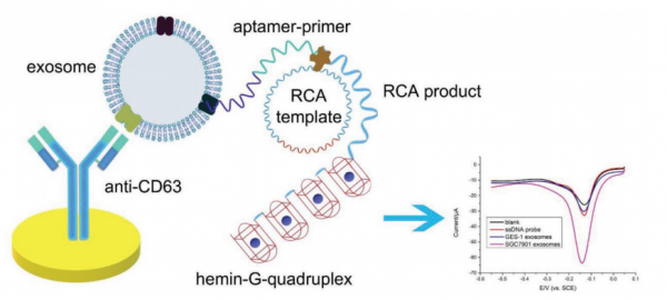 南京大学&东南大学：基于Hemin / G-Quadruplex辅助信号放大系统的适体传感器用于胃癌外泌体的电化学检测