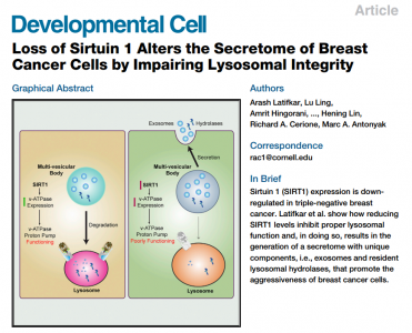 Sirtuin 1缺失通过破坏溶酶体完整性改变乳腺癌细胞分泌组、外泌体分泌增加 | Developmental Cell
