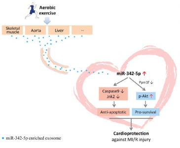【Circulation Research】空军军医大学：长期的运动锻炼通过外泌体赋予心脏保护作用