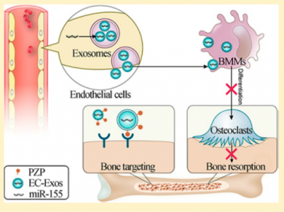 海军军医大学：内皮细胞分泌具有骨靶向作用的生物相容性外泌体能够改善骨质疏松