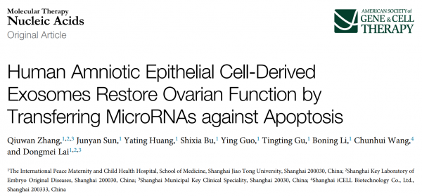 国际和平妇幼保健院赖东梅组：人羊膜上皮细胞外泌体miRNA促进卵巢功能恢复
